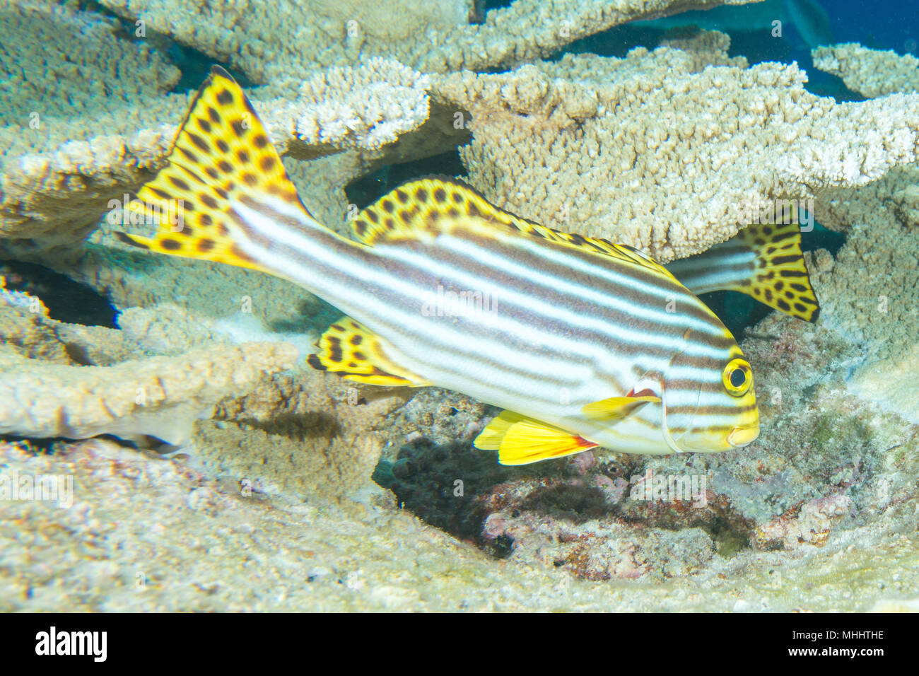 Einen bunten süßen Lippen Fische zu Ihnen schauen in Malediven Stockfoto