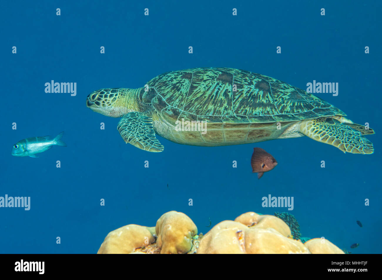 Grüne Schildkröte, die zu Ihnen kommen unter Wasser beim Tauchen Stockfoto