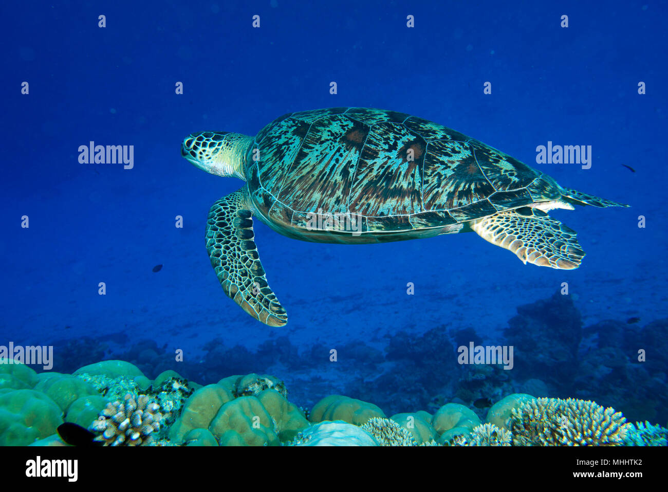 Grüne Schildkröte, die zu Ihnen kommen unter Wasser beim Tauchen Stockfoto