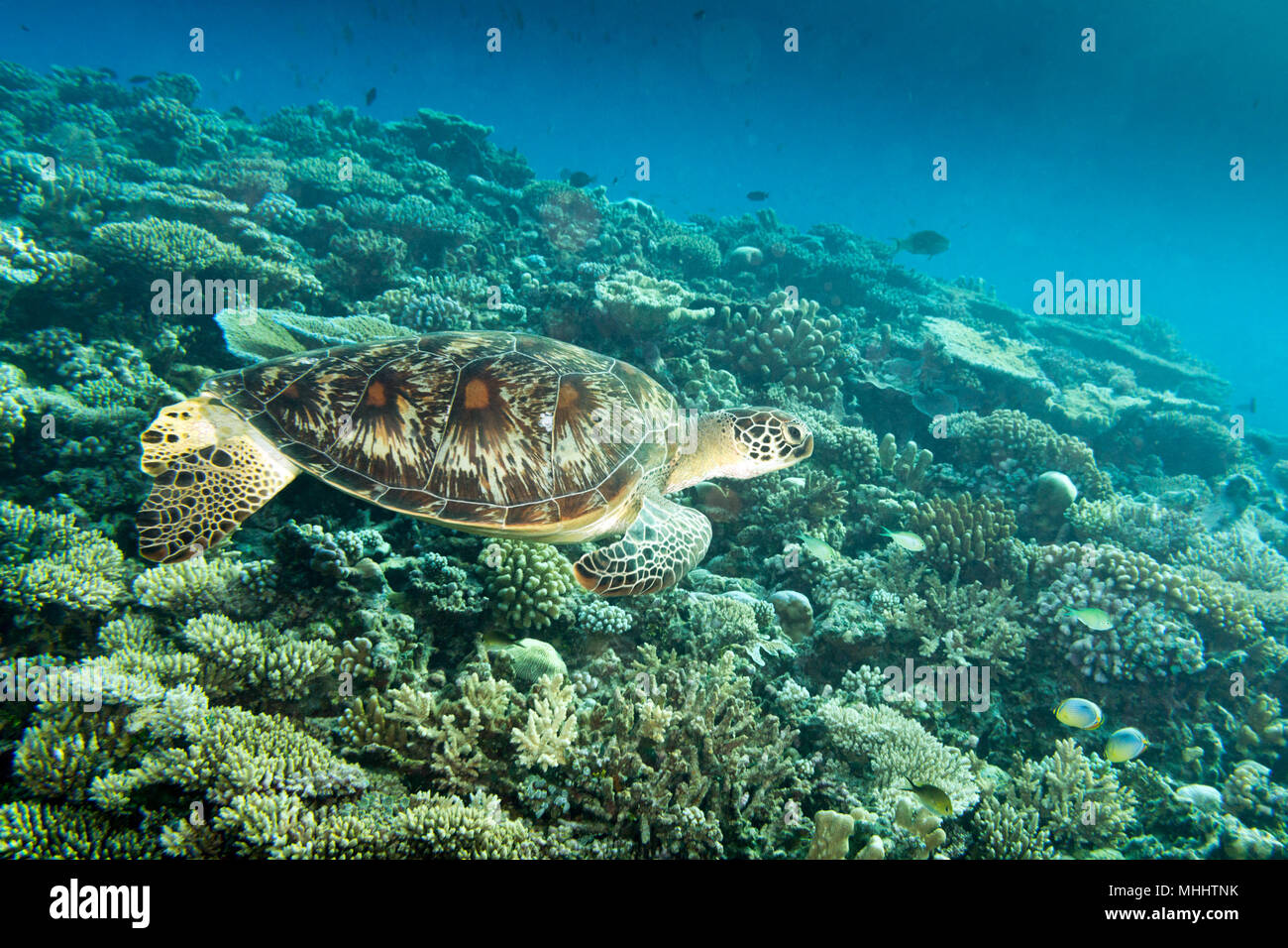 Grüne Schildkröte, die zu Ihnen kommen unter Wasser beim Tauchen Stockfoto