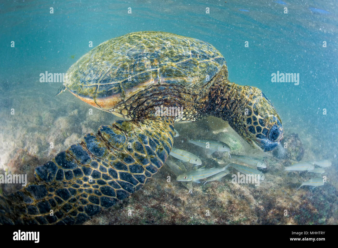 Grüne Schildkröte unter Wasser beim Essen in der Nähe vom Strand in Hawaii Stockfoto