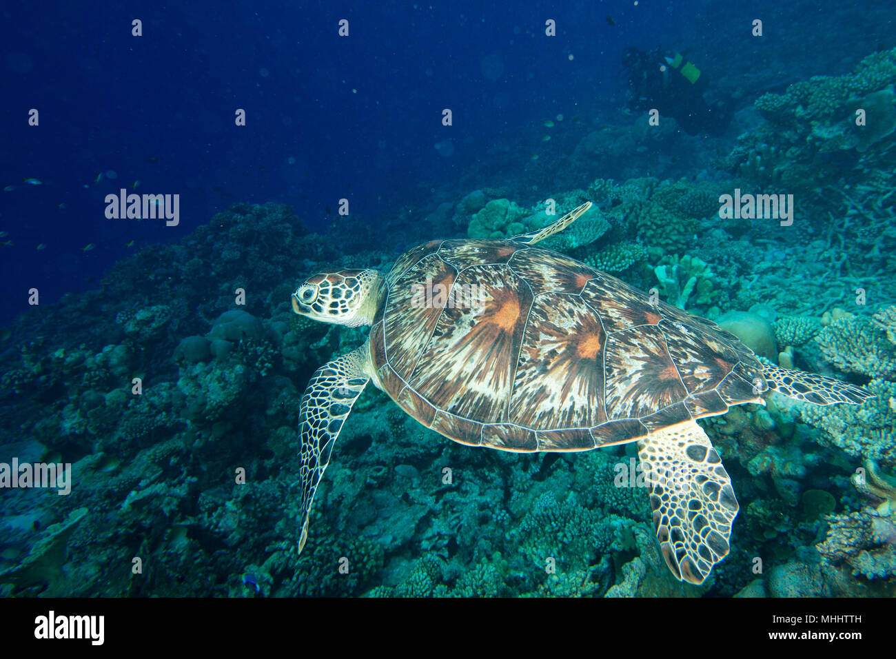 Grüne Schildkröte, die zu Ihnen kommen unter Wasser beim Tauchen Stockfoto