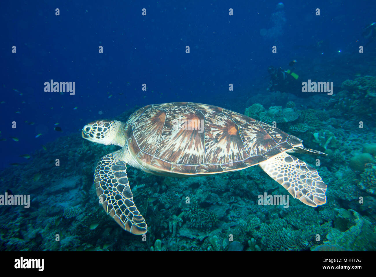 Grüne Schildkröte, die zu Ihnen kommen unter Wasser beim Tauchen Stockfoto
