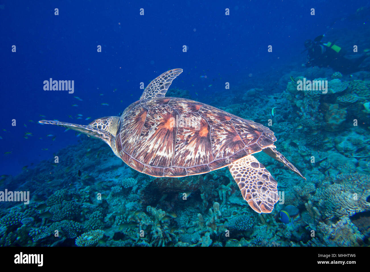 Grüne Schildkröte, die zu Ihnen kommen unter Wasser beim Tauchen Stockfoto