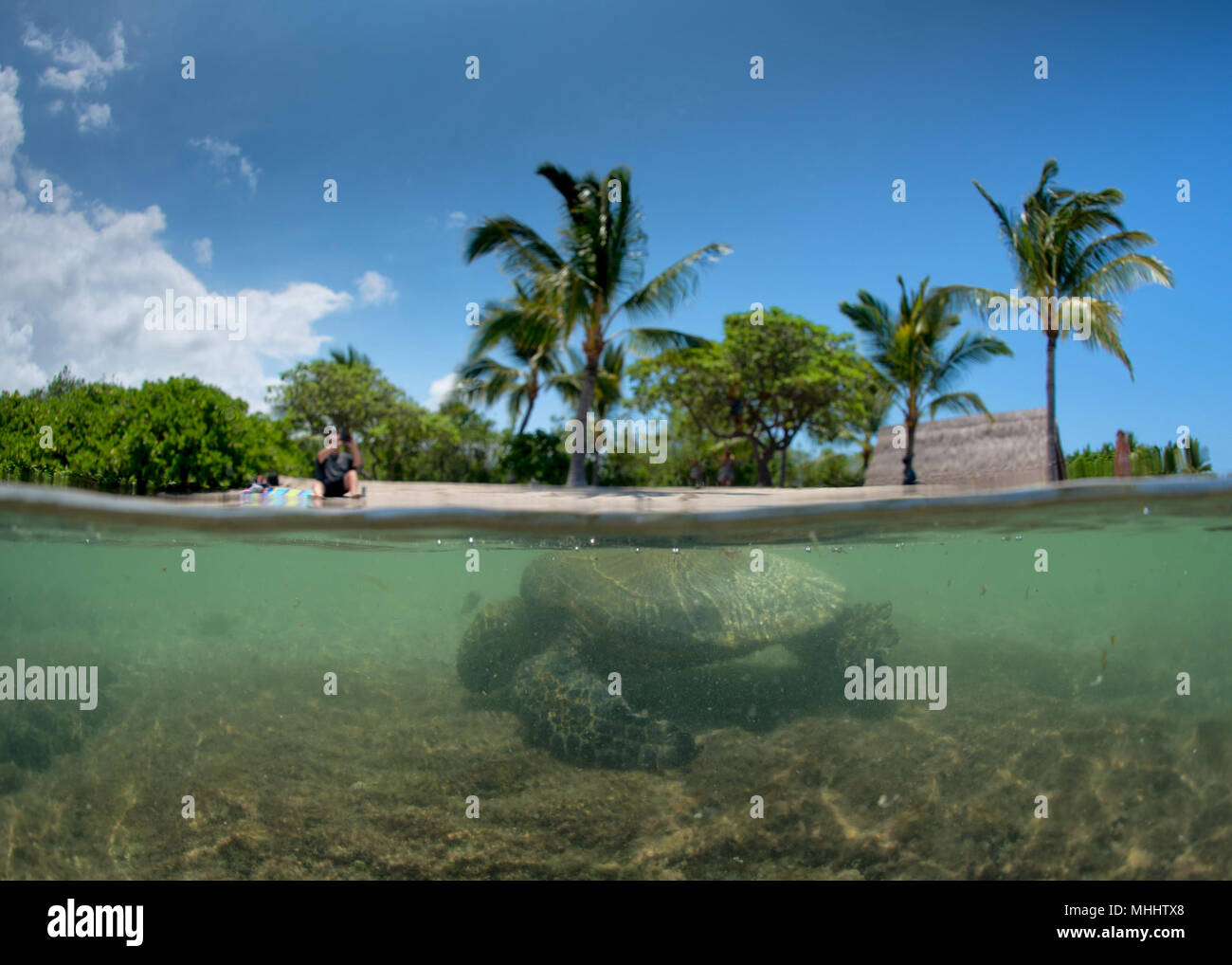 Grüne Schildkröte unter Wasser beim Essen in der Nähe vom Strand in Hawaii Stockfoto