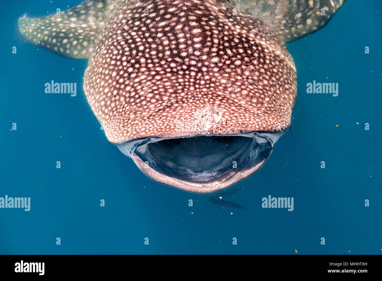 Gentle Giant Walhai Unterwasser in Mexiko beim Essen./ Stockfoto