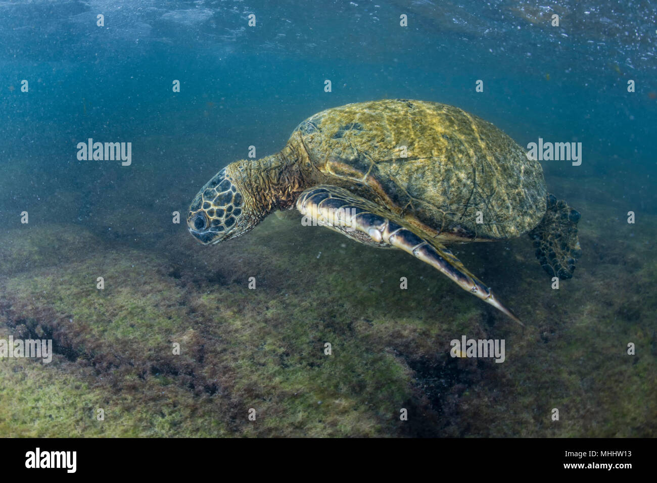 Grüne Schildkröte unter Wasser beim Essen in der Nähe vom Strand in Hawaii Stockfoto