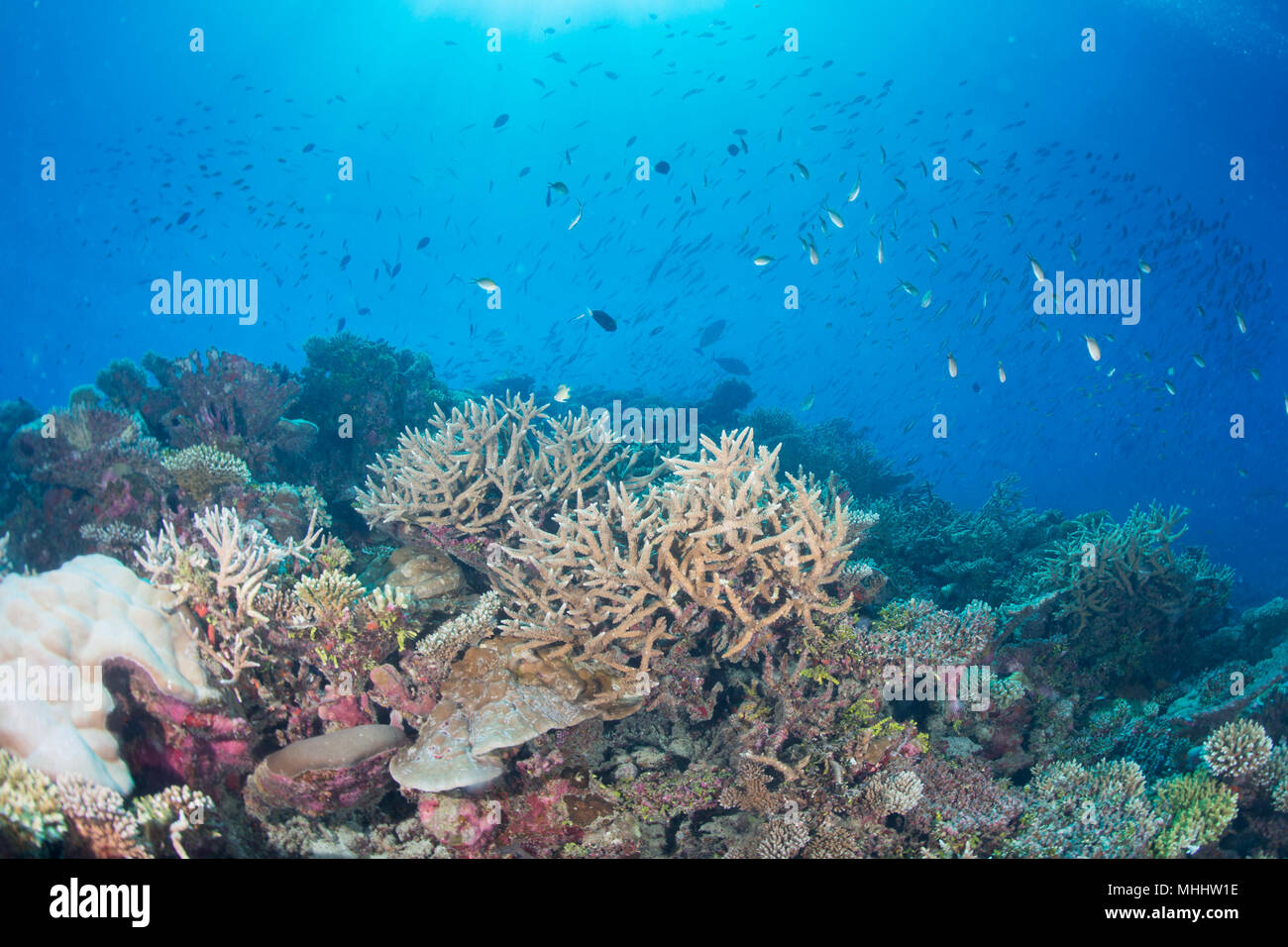 Malediven Korallen Haus Fur Fische Unterwasser Landschaft