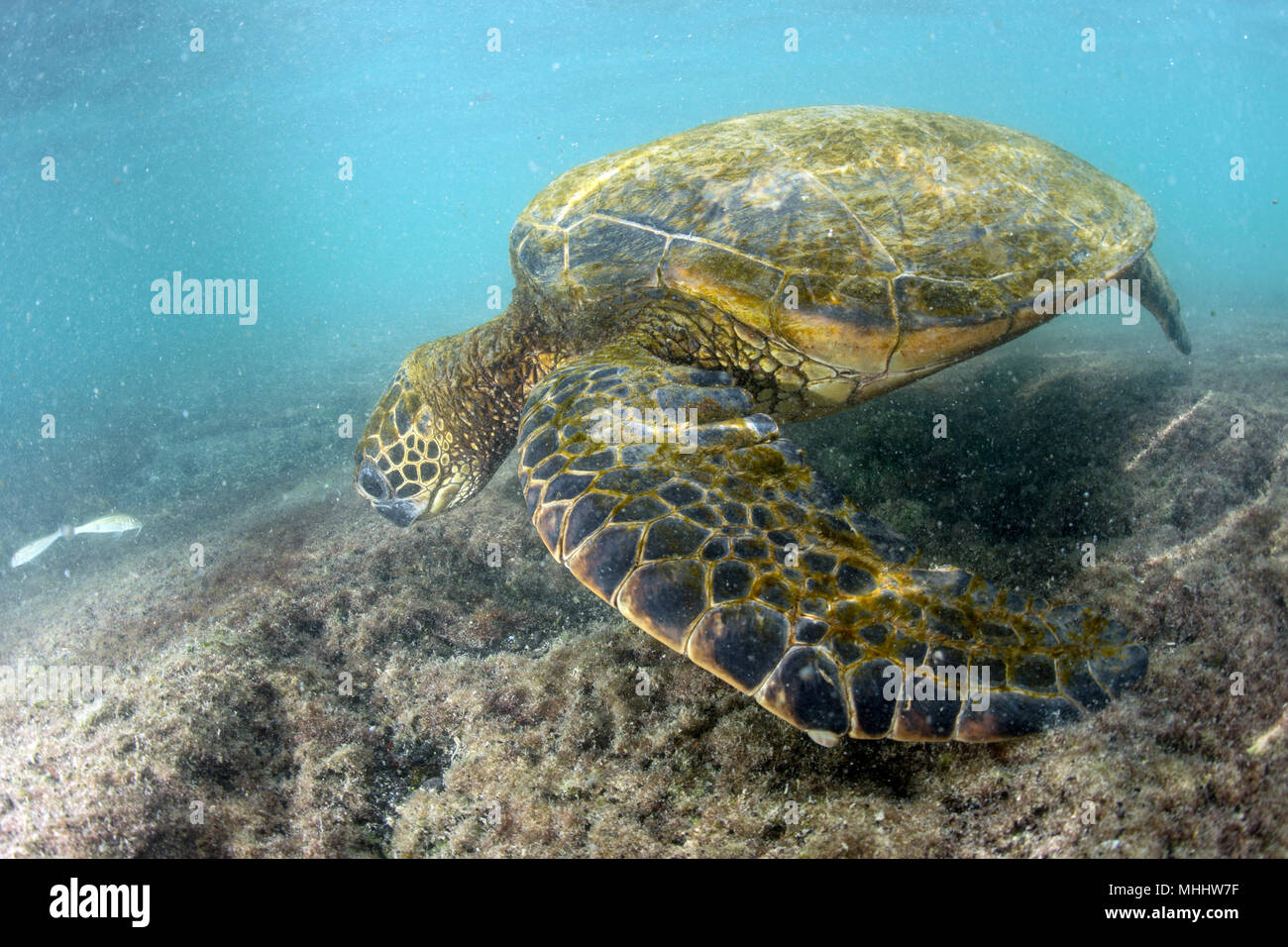 Grüne Schildkröte unter Wasser beim Essen in der Nähe vom Strand in Hawaii bei Kahaluu Beach Park Stockfoto