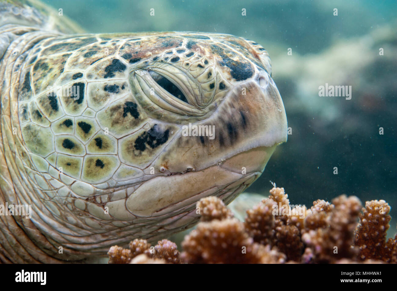 Grüne Caretta Schildkröte close up Portrait, während Sie auf der Suche Stockfoto