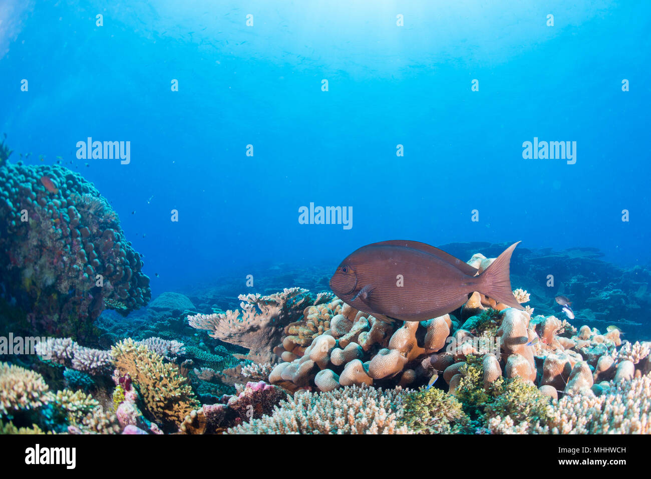 Malediven Korallen Haus für Fische Unterwasser Landschaft Stockfoto