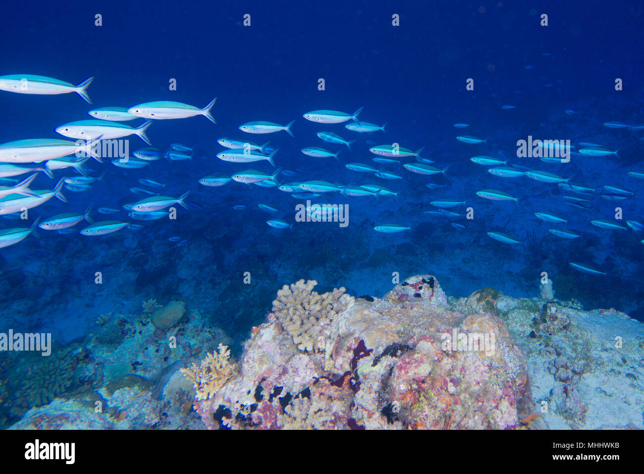 Malediven Korallen Haus für Fische Unterwasser Landschaft Stockfoto