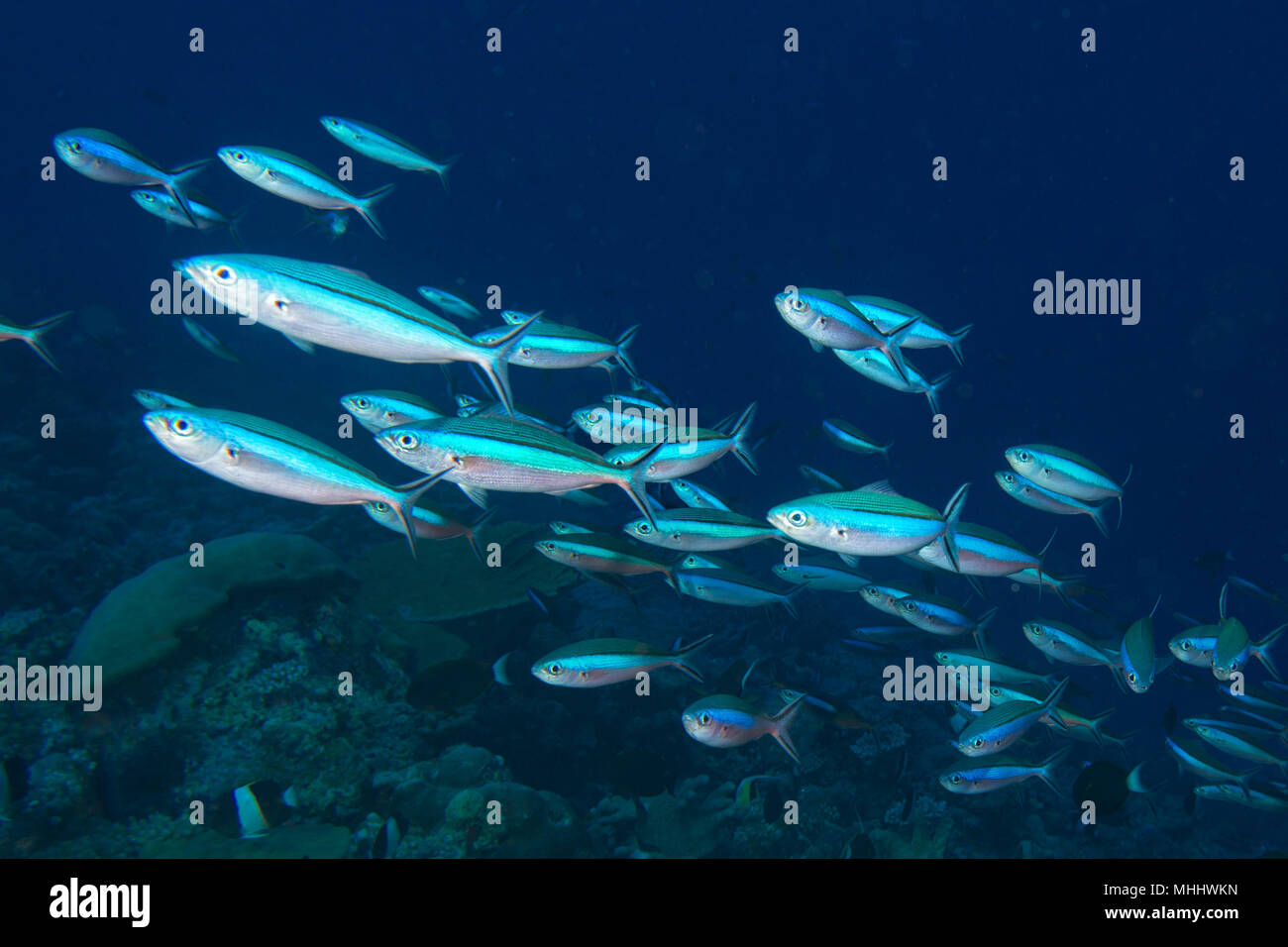 Malediven Korallen Haus für Fische Unterwasser Landschaft Stockfoto