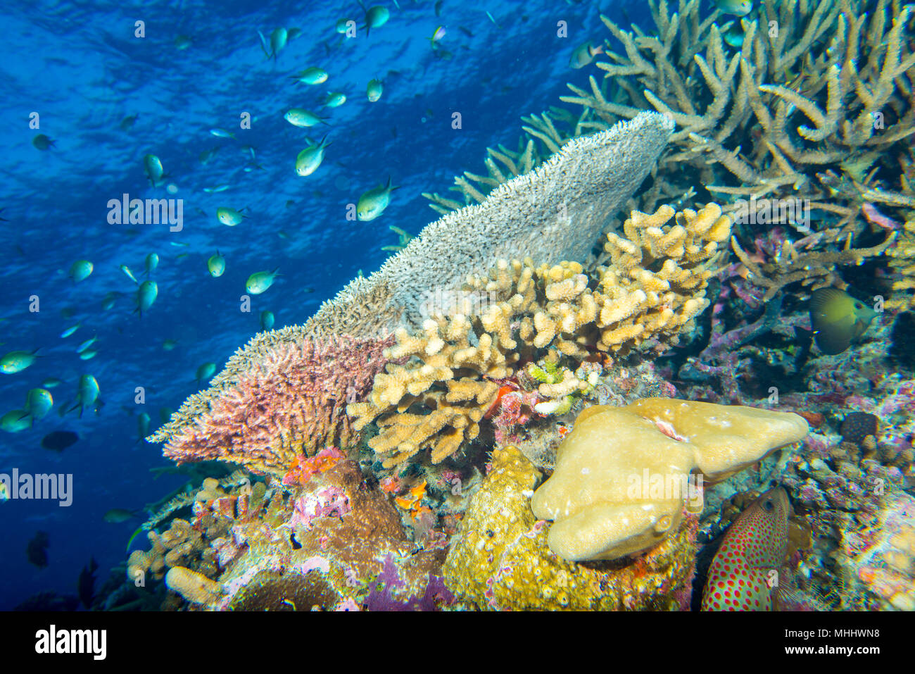 Malediven Korallen Haus für Fische Unterwasser Landschaft Stockfoto