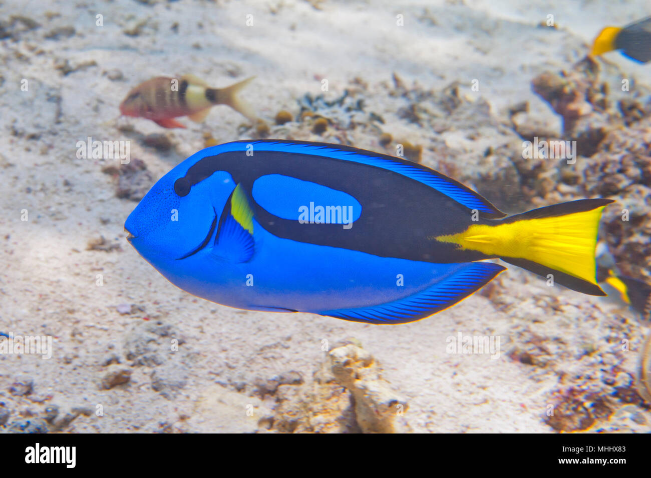 Ein Chirurg Fisch Dori von Findet Nemo Stockfoto