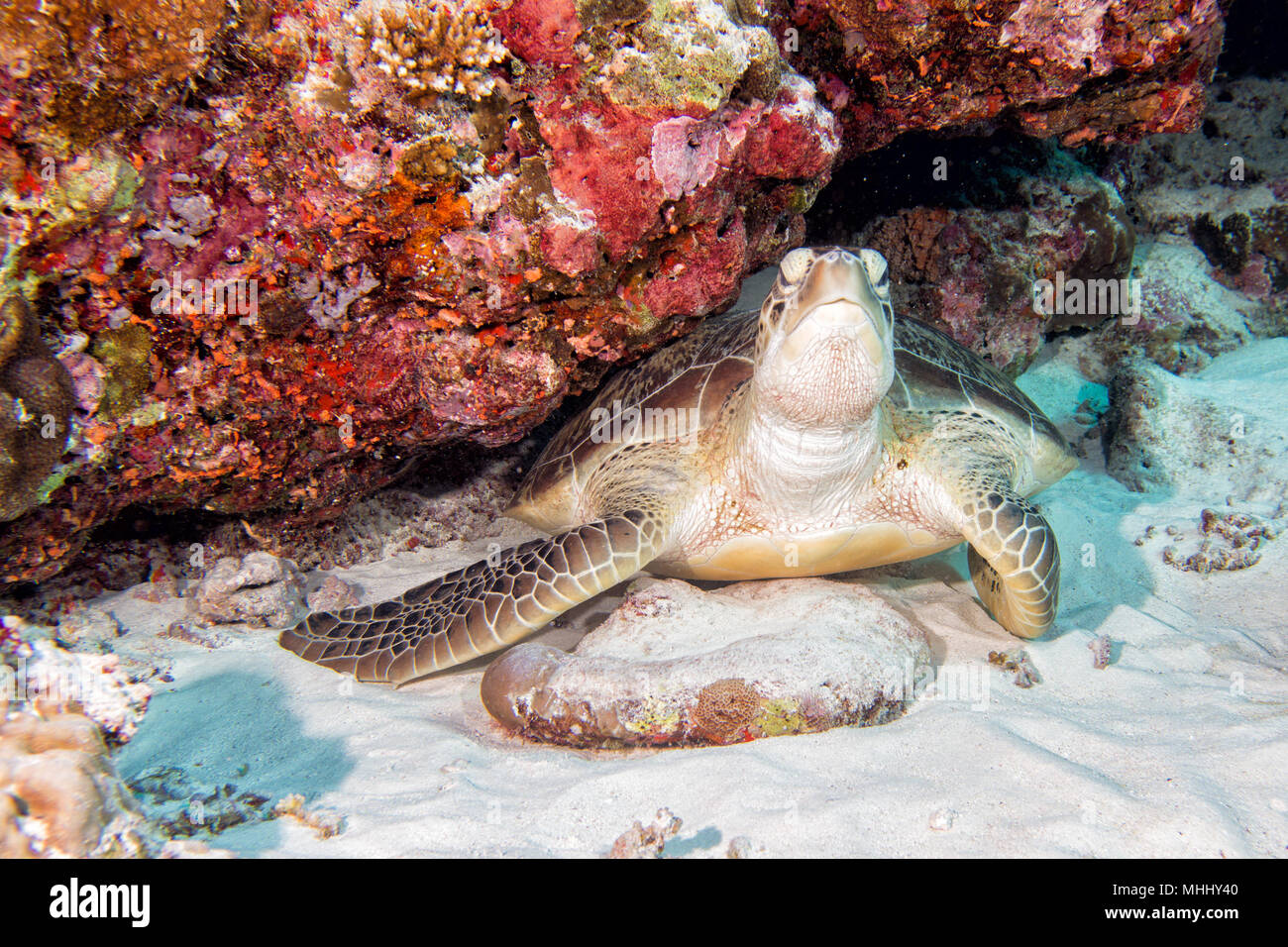 Grüne Schildkröte, die zu Ihnen kommen unter Wasser beim Tauchen Stockfoto