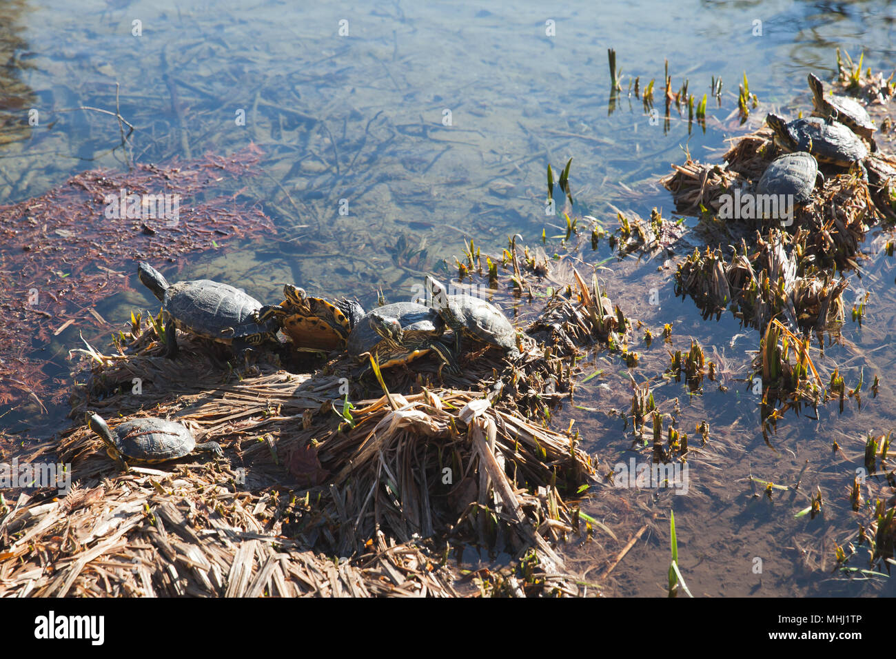 Rotwangen-schmuckschildkröte. Gruppe von semiaquatic Schildkröten sitzen auf küstennahen Steine in der Nähe des kleinen Sees im Park Stockfoto