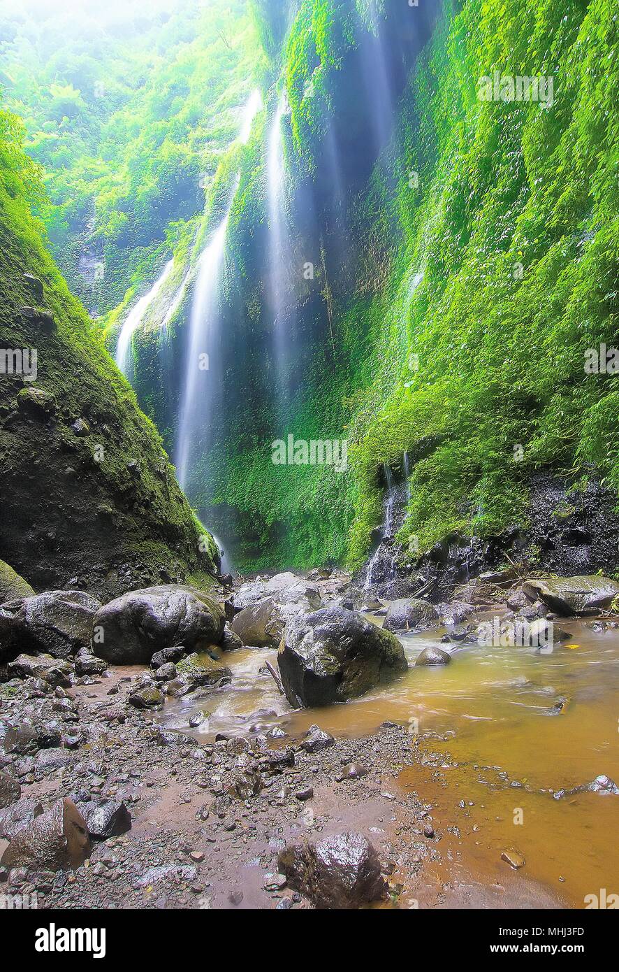 Madakaripura-Wasserfall ist der höchste Wasserfall in Java und das zweite höchste Wasserfall in Indonesien. Stockfoto