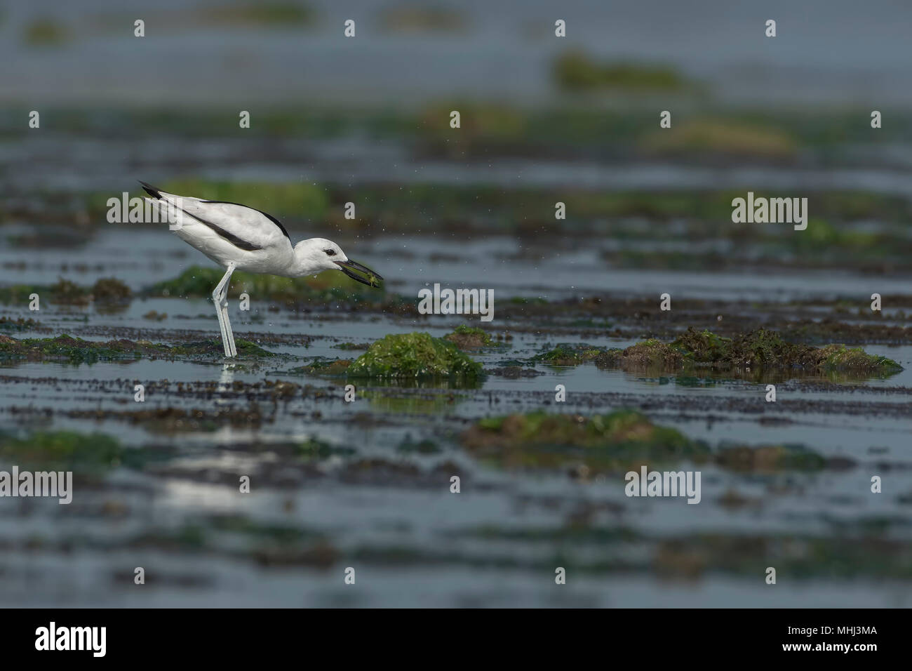 Crab Plover (Dromas ardeola) Essen eine Krabbe. Stockfoto
