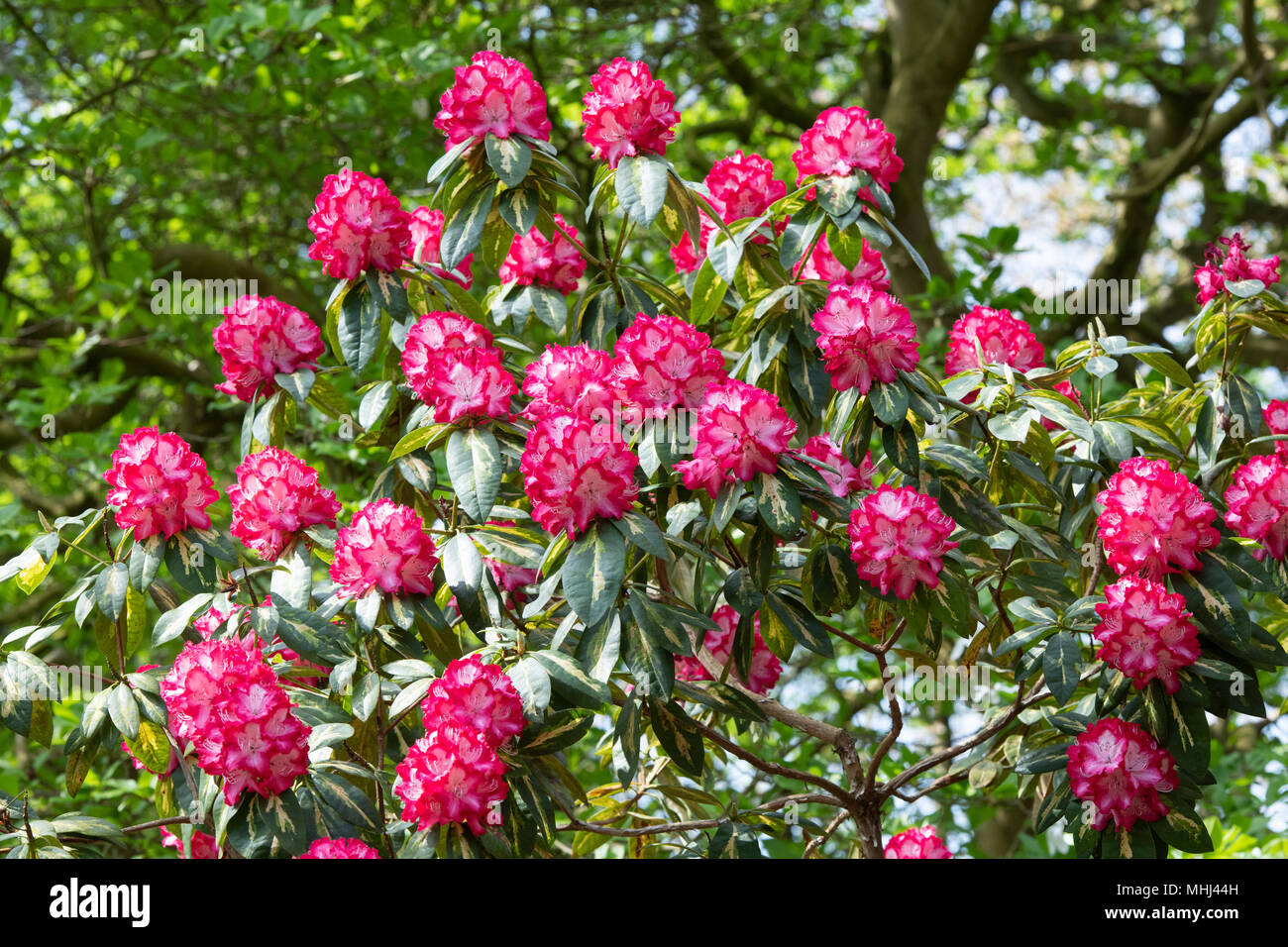 Rhododendron 'Prsident Roosevelt' Blte im Frhjahr. UK. Blhende Azalee  Stockfotografie - Alamy