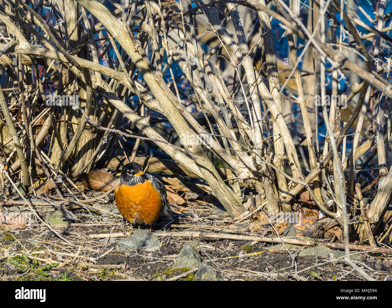 American Robin, der Redshest Vogel in die Büsche im frühen Frühjahr Sonnigen Tag Stockfoto