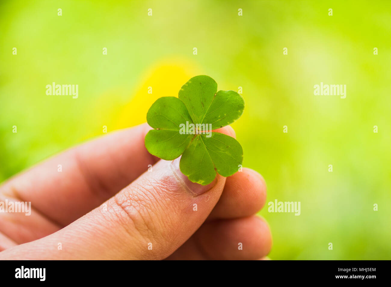 Hand mit einem Shamrock (Klee) Stockfoto