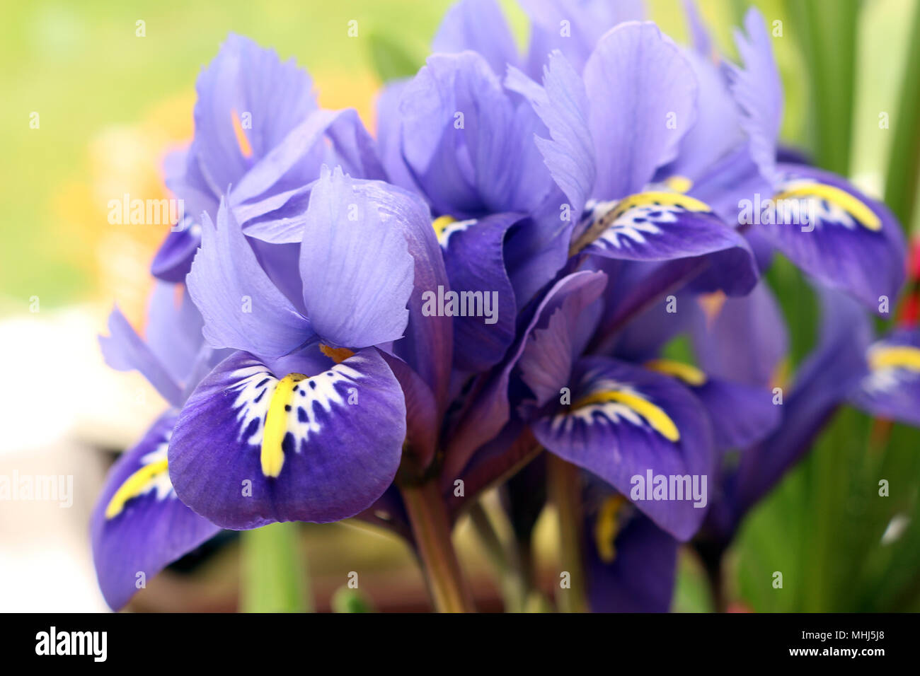 Iris reticulata oder fing Iris Stockfoto