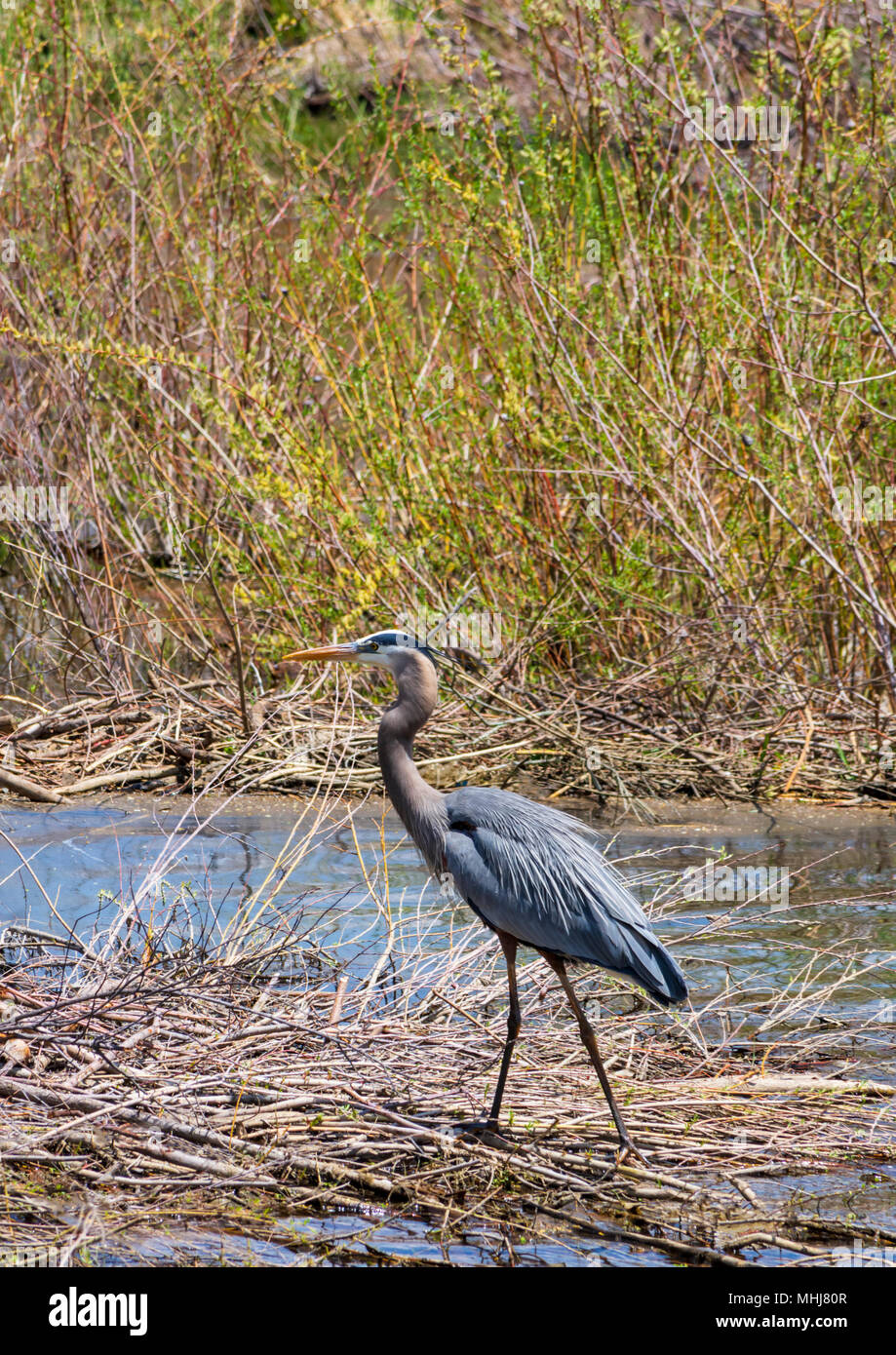 Great Blue Heron im frühen Frühjahr entlang Plum Creek, Castle Rock Colorado USA. Stockfoto