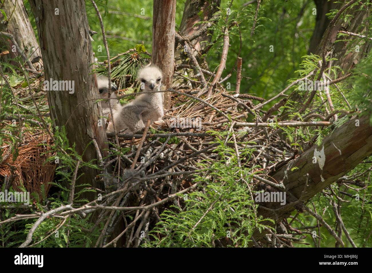 Ein roter Schwanz Hawk (Buteo Jamaicensis) Nest in North Carolina. Stockfoto