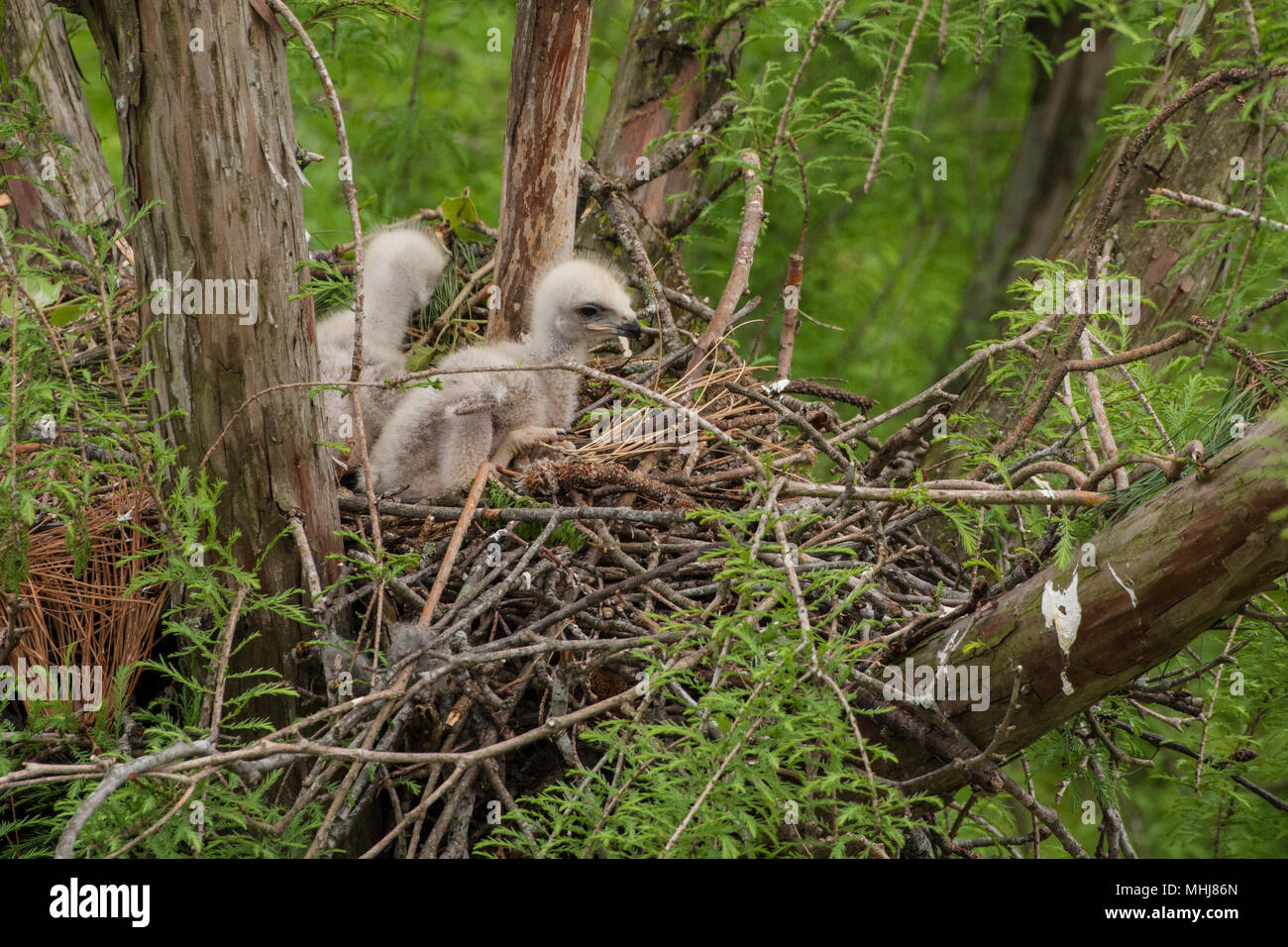 Ein roter Schwanz Hawk (Buteo Jamaicensis) Nest in North Carolina. Stockfoto