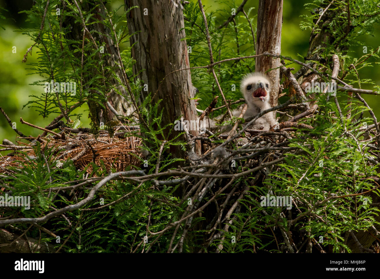 Ein roter Schwanz Hawk (Buteo Jamaicensis) Nest in North Carolina. Stockfoto