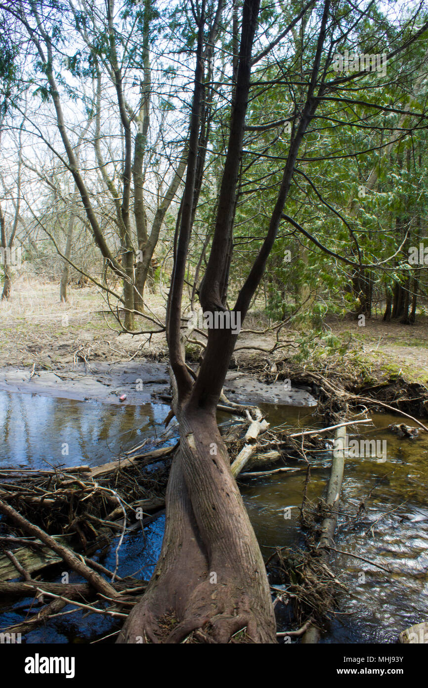 Natürliche Root Bridge Stockfoto