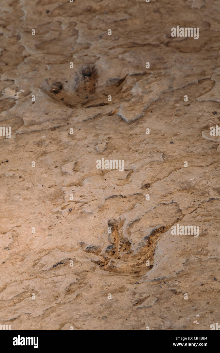 Kutaisi, Georgien. Links Spuren der Dinosaurier vor 70 Millionen Jahren auf Stück Kalkstein im Zustand Sataplia finden. Stockfoto