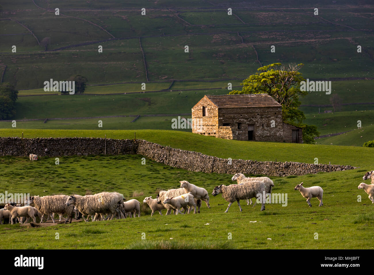 Schafe; Burtersett; Yorkshire, UK Stockfoto