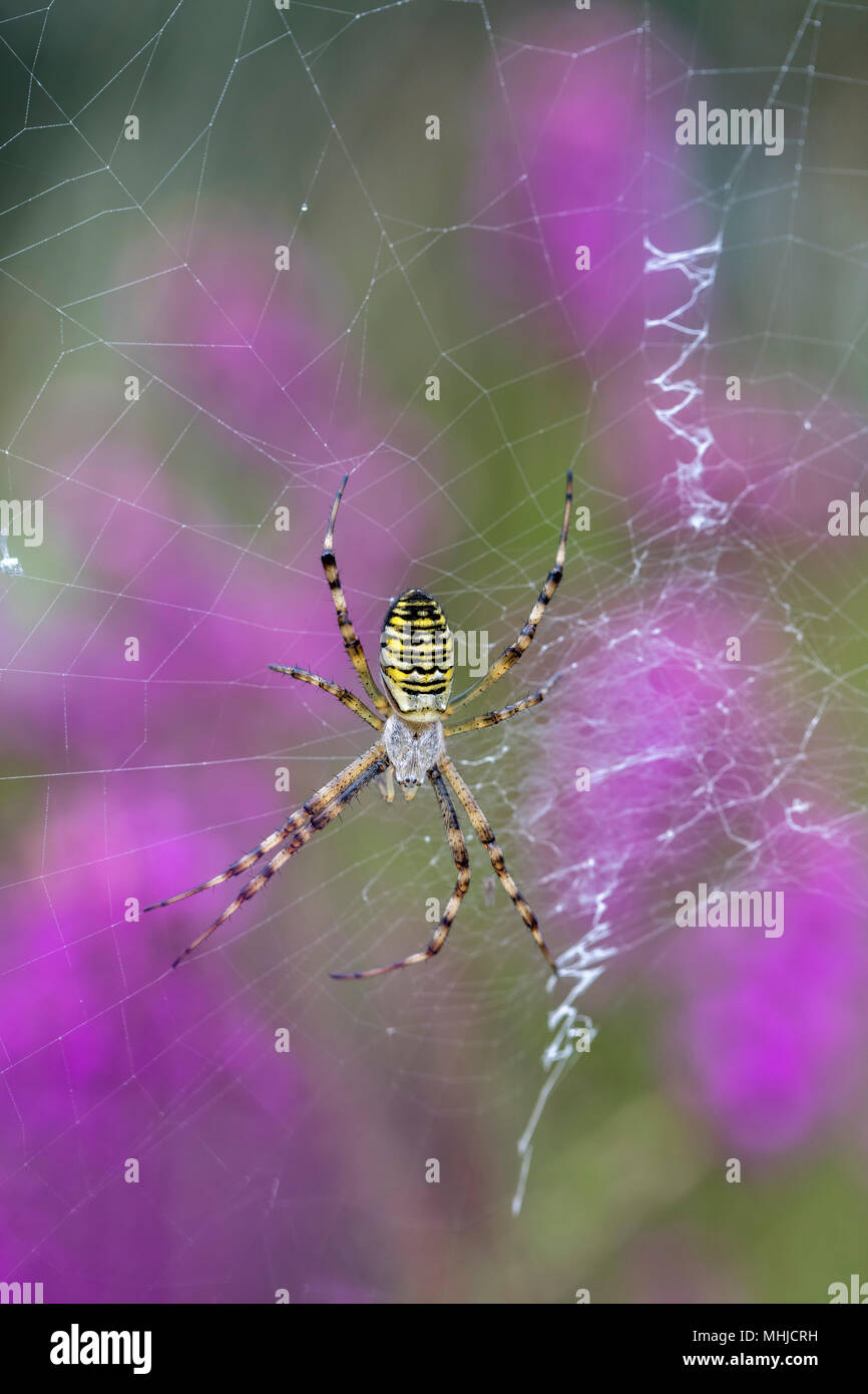 Argiope Bruennichi Wasp Spider; Single auf Web Cornwall, UK Stockfoto