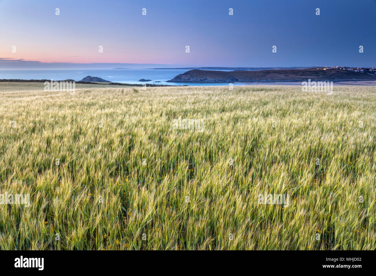 West Pentire; Weizen; Cornwall, UK Stockfoto