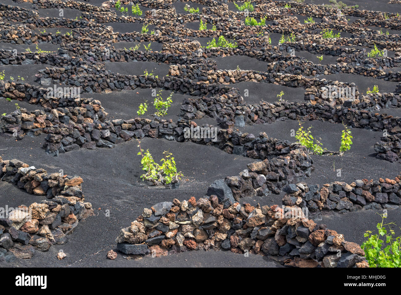 Berühmten Weinberge von La Geria auf vulkanischen Böden in Lanzarote, Kanarische Inseln, Spanien Stockfoto