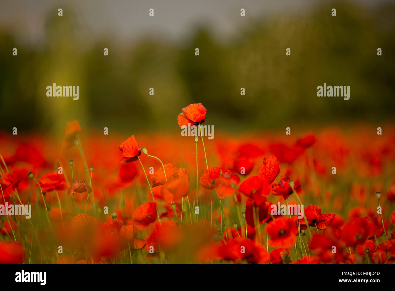 Ein Feld von Mohn Stockfoto