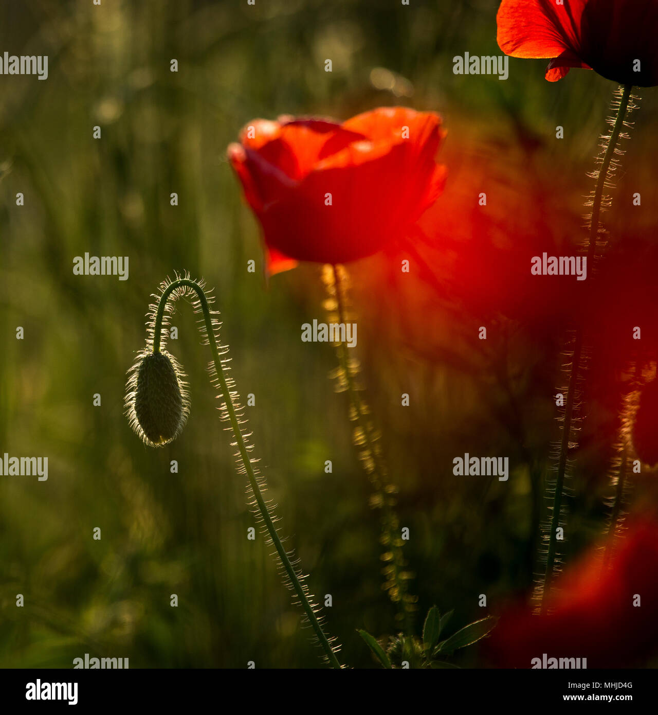 Ein Feld von Mohn Stockfoto
