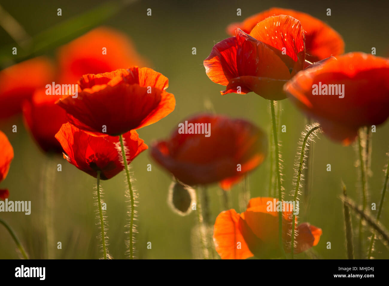 Ein Feld von Mohn Stockfoto