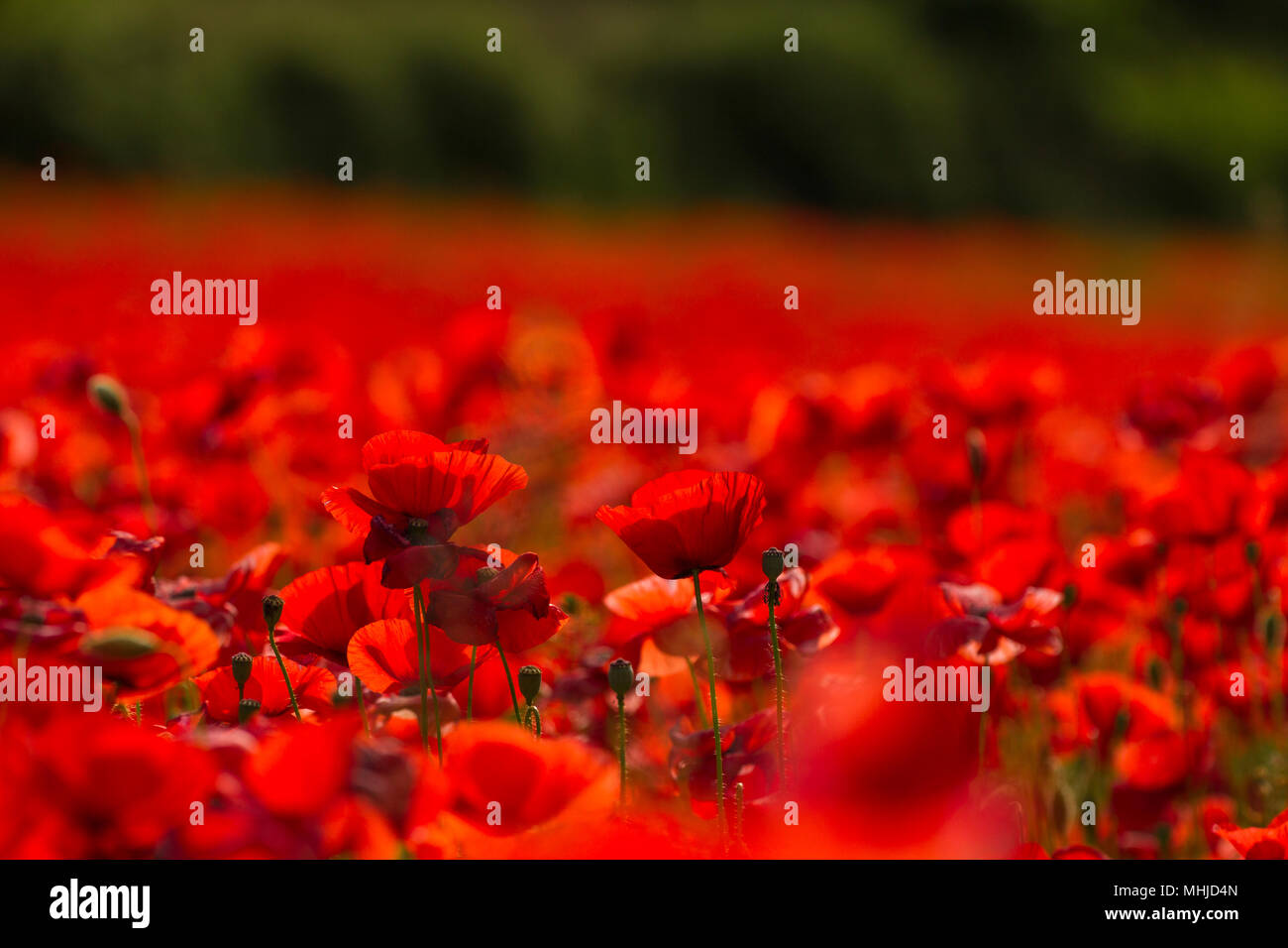 Ein Feld von Mohn Stockfoto