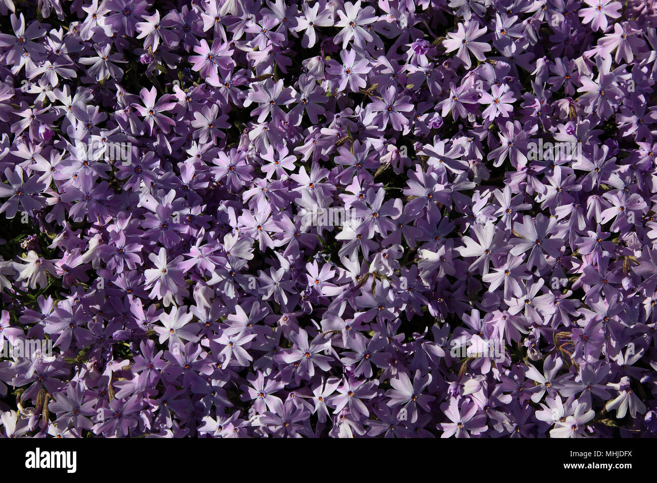 Lila bodendeckerblume Fotos und Bildmaterial in hoher Auflösung Alamy