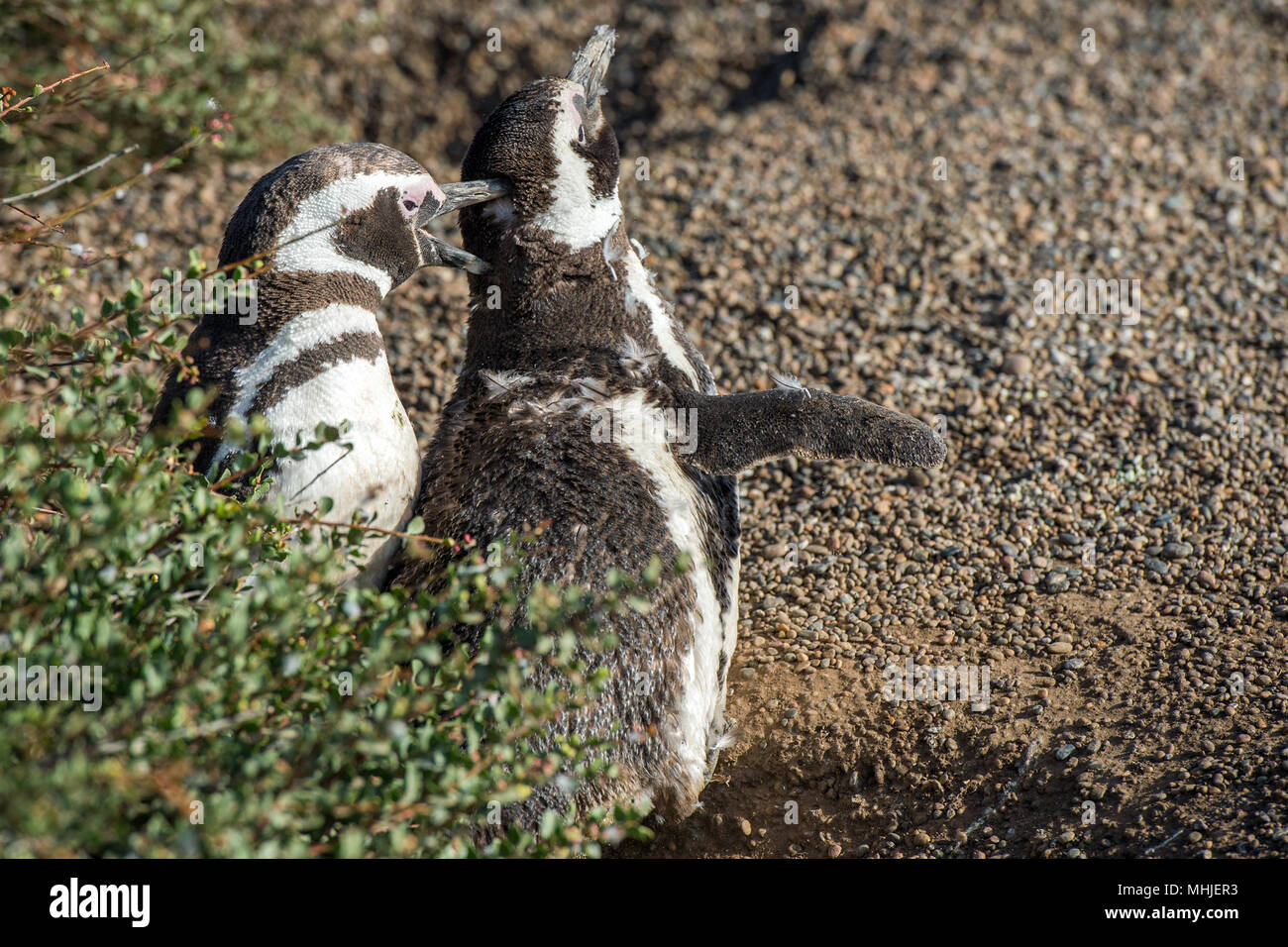 Patagonien pinguin Nahaufnahme portrait am Strand suchen Sie Stockfoto