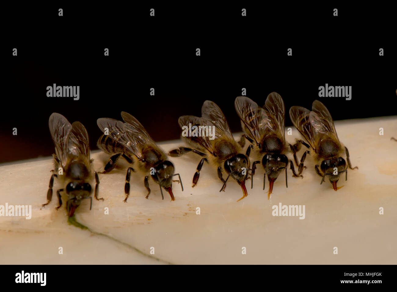 Bienen während Trinkwasser Stockfoto
