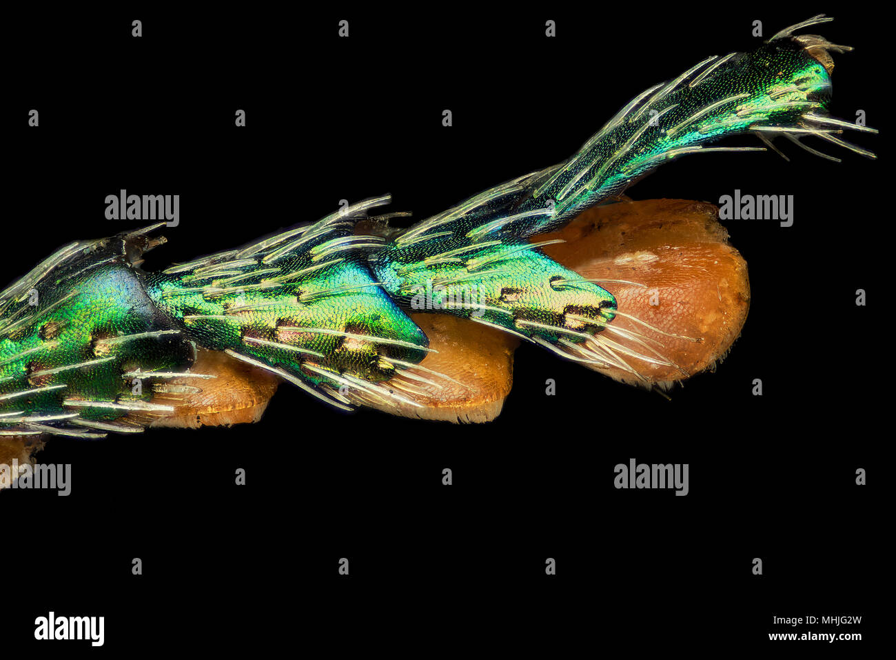Jewel beetle Bein - buprestidae Stockfoto