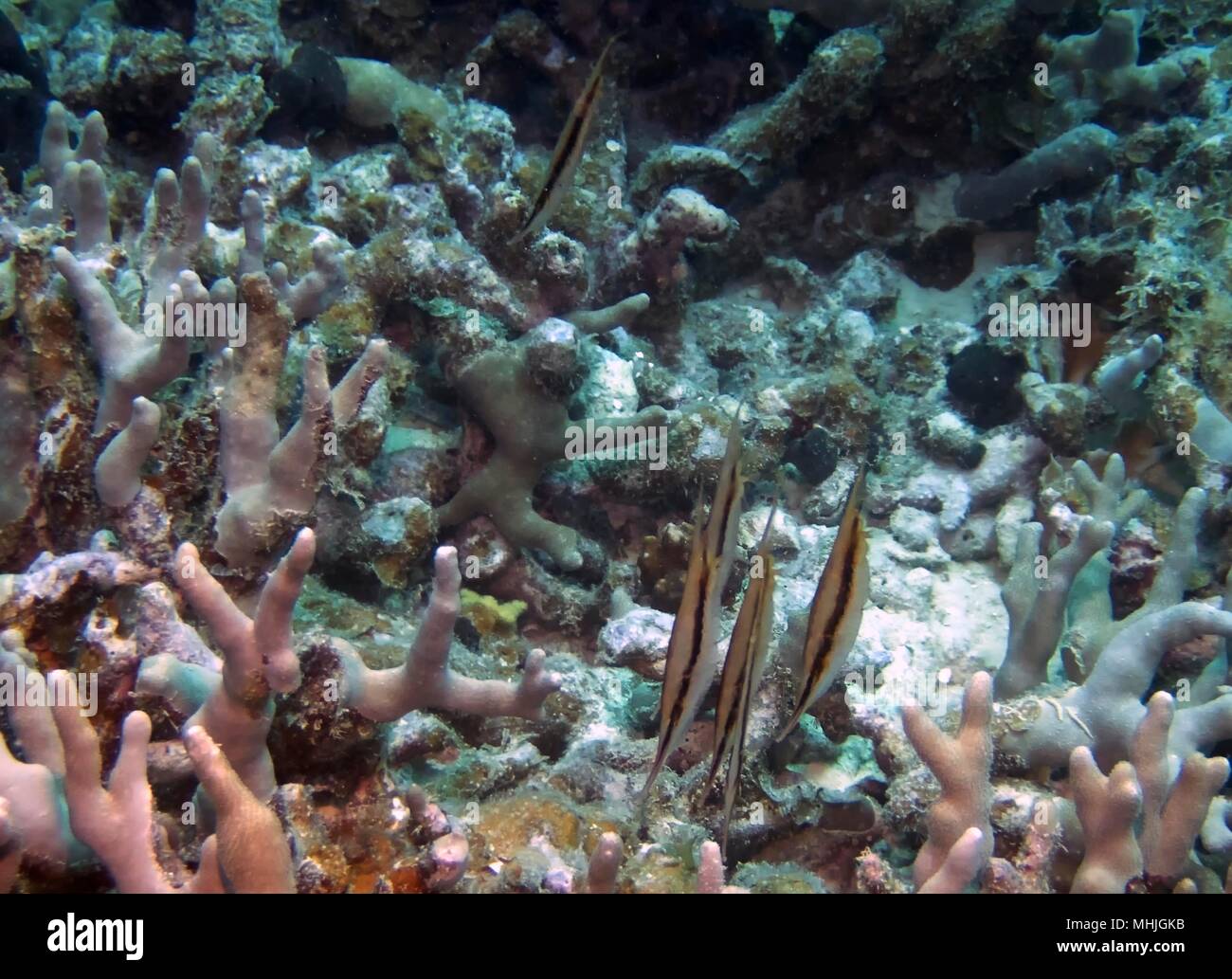 Razorfish (Aeoliscus strigatus) tanzen entlang der Korallen in Truk Lagoon Stockfoto