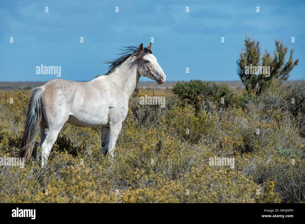 Weiß wild Pferd auf blauen Himmel Hintergrund in Patagonien, Argentinien Stockfoto