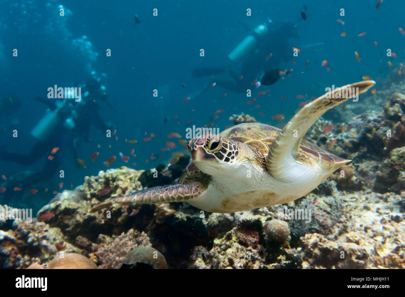 Grüne Schildkröte, die zu Ihnen kommen unter Wasser beim Tauchen Stockfoto