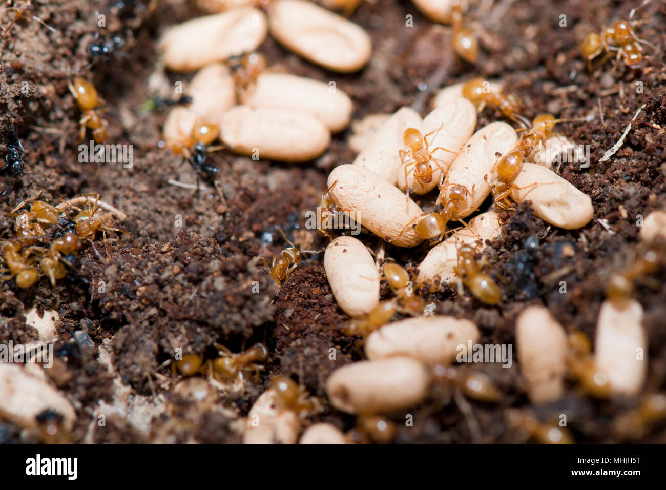 Ameisen eier Stockfotos und bilder Kaufen Alamy