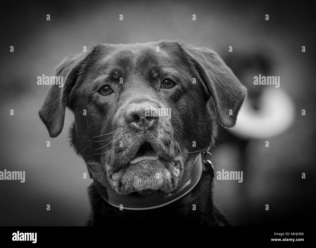 Labrador Retriever Spielen in Wasser Stockfoto